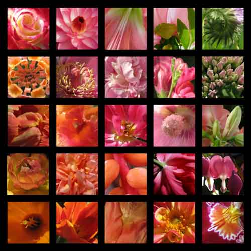 Blumenfotografien 25er Kombi