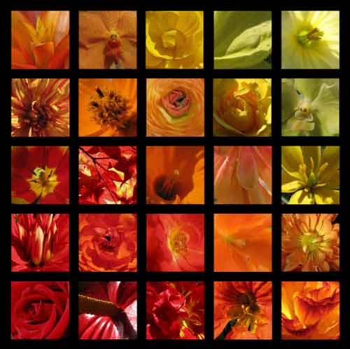 Blumenfotografie_q3