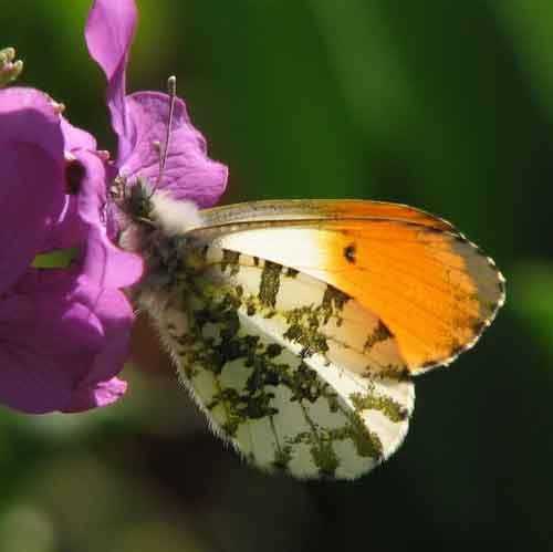 Schmetterling